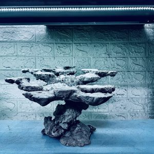 MÃ 453 – LAYOUT CÁ CẢNH BIỂN BỂ 50CM – CƯỜNGAQUARIUM