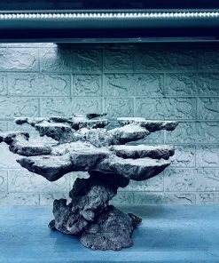 MÃ 453 – LAYOUT CÁ CẢNH BIỂN BỂ 50CM – CƯỜNGAQUARIUM