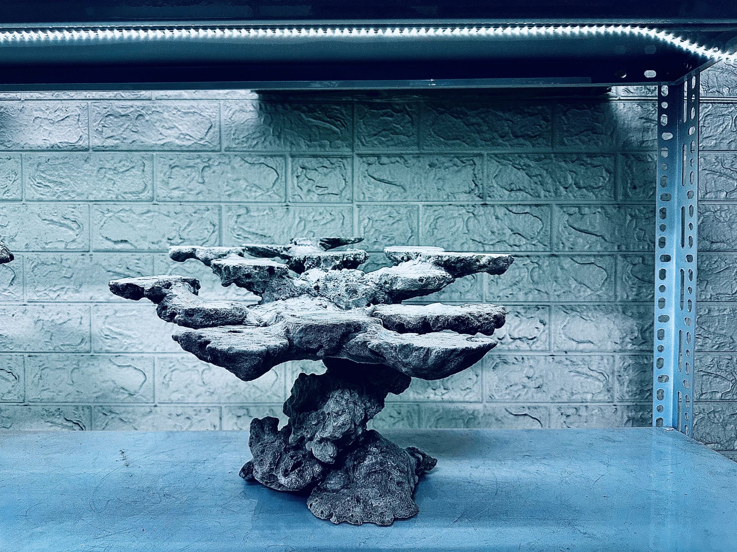 MÃ 453 – LAYOUT CÁ CẢNH BIỂN BỂ 50CM – CƯỜNGAQUARIUM