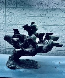 MÃ 455 – LAYOUT CÁ CẢNH BIỂN BỂ 50CM – CƯỜNGAQUARIUM