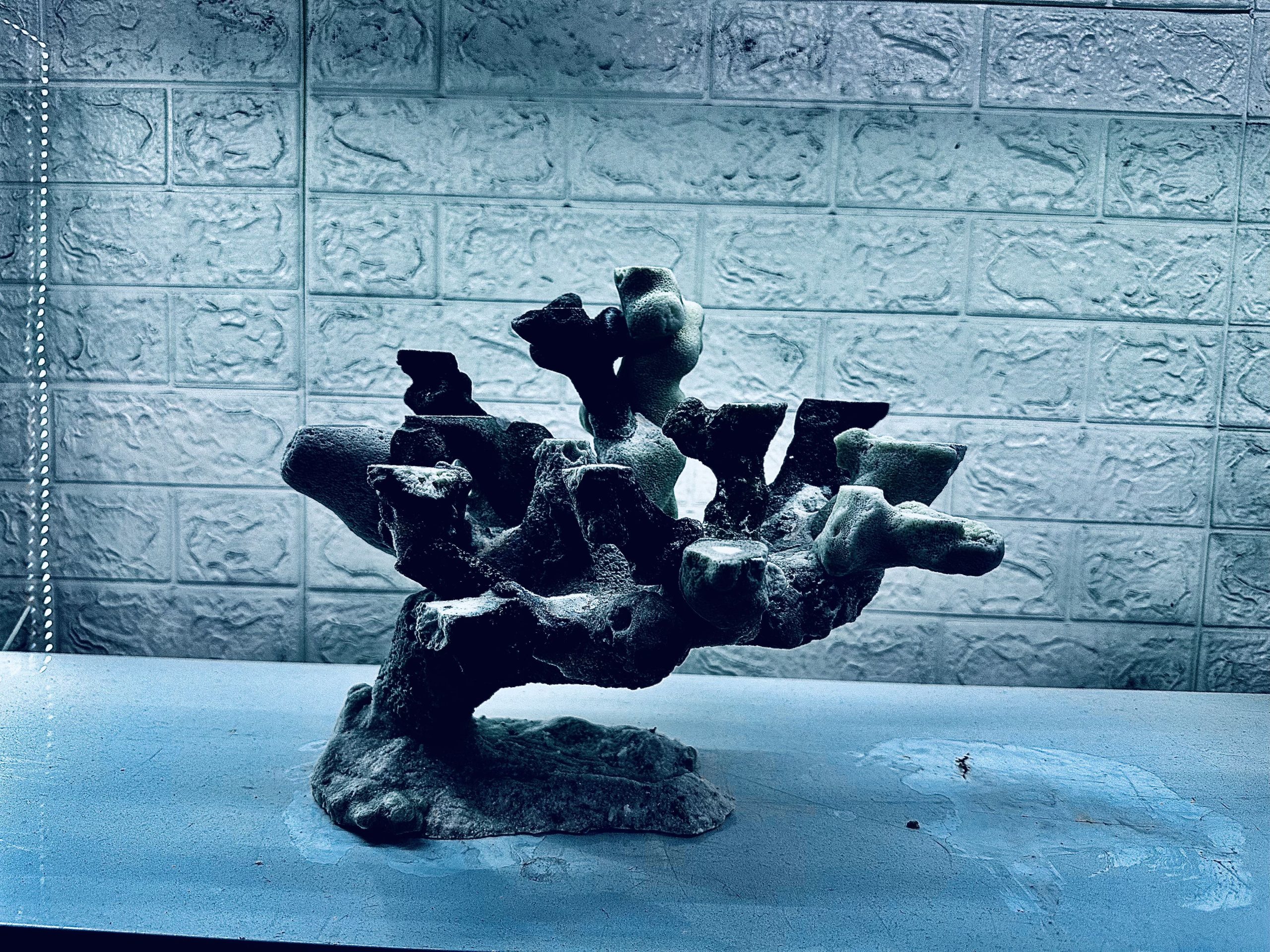 MÃ 455 – LAYOUT CÁ CẢNH BIỂN BỂ 50CM – CƯỜNGAQUARIUM