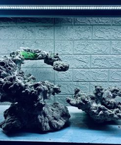 MÃ 278 - LAYOUT CÁ CẢNH BIỂN BỂ 70CM - ROYALAQUA