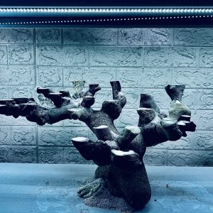 MÃ 456 – LAYOUT CÁ CẢNH BIỂN BỂ 60CM – CƯỜNGAQUARIUM