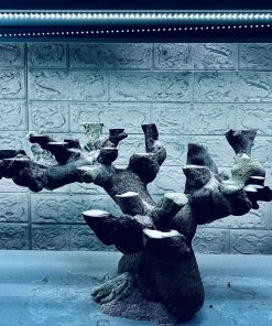 MÃ 456 – LAYOUT CÁ CẢNH BIỂN BỂ 60CM – CƯỜNGAQUARIUM