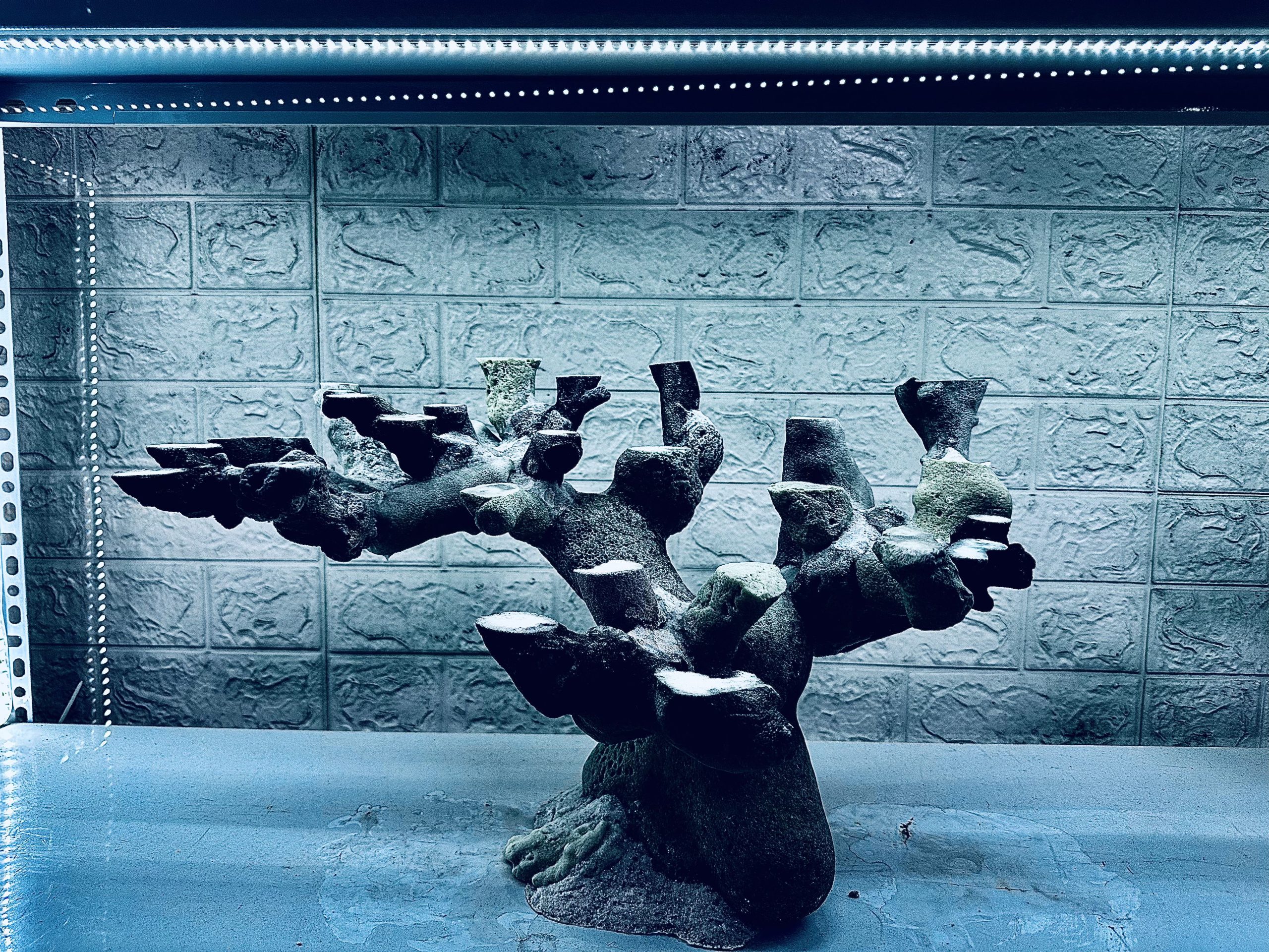 MÃ 456 – LAYOUT CÁ CẢNH BIỂN BỂ 60CM – CƯỜNGAQUARIUM