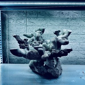 MÃ 457 – LAYOUT CÁ CẢNH BIỂN BỂ 50CM – CƯỜNGAQUARIUM
