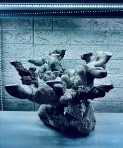 MÃ 457 – LAYOUT CÁ CẢNH BIỂN BỂ 50CM – CƯỜNGAQUARIUM