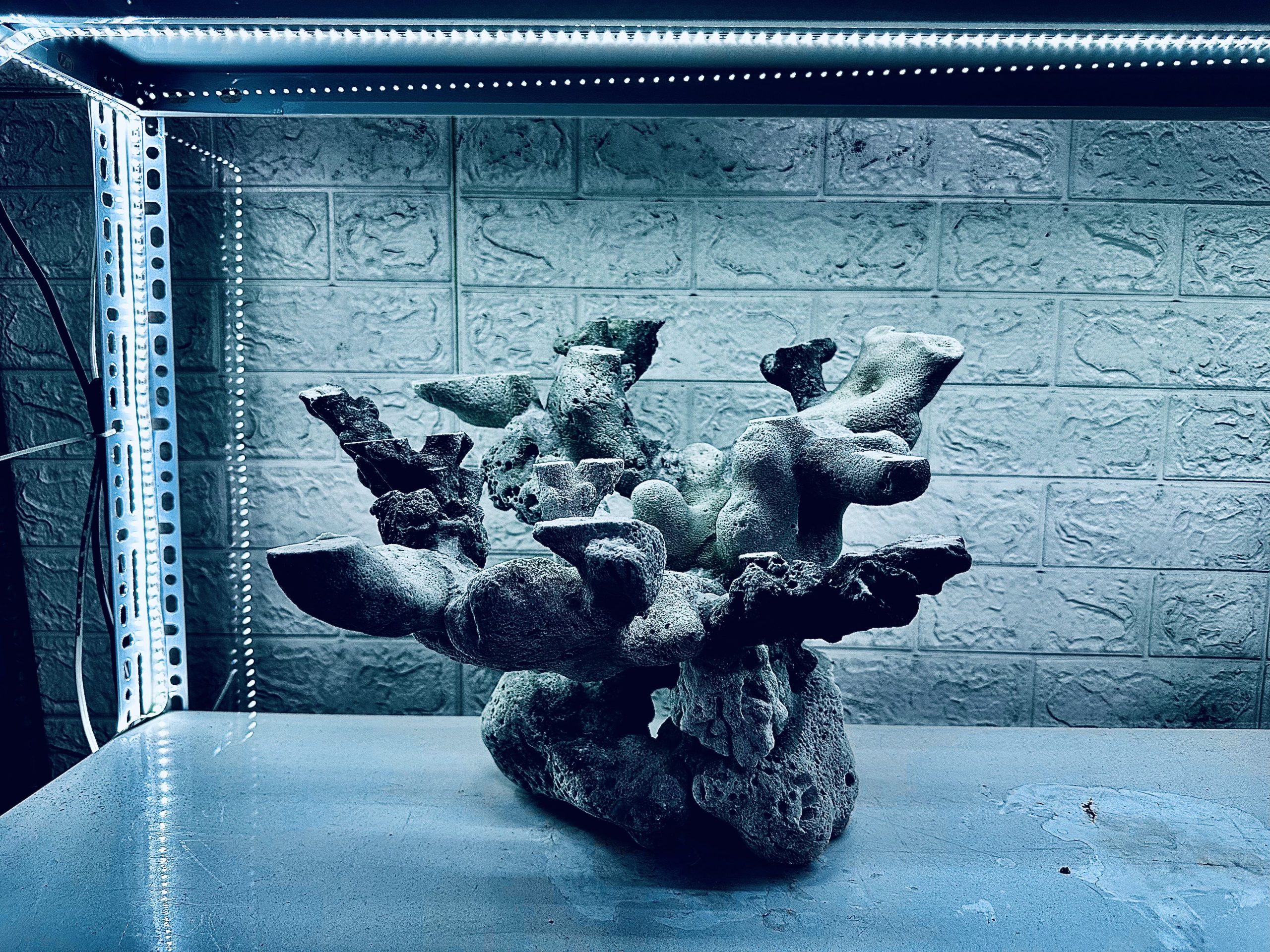 MÃ 457 – LAYOUT CÁ CẢNH BIỂN BỂ 50CM – CƯỜNGAQUARIUM