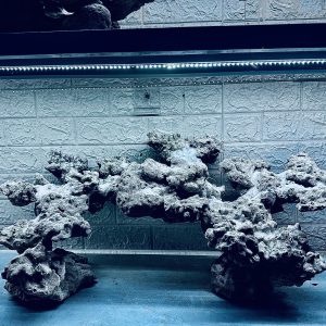 MÃ 458 – LAYOUT CÁ CẢNH BIỂN BỂ 90CM – CƯỜNGAQUARIUM