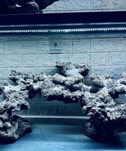 MÃ 458 – LAYOUT CÁ CẢNH BIỂN BỂ 90CM – CƯỜNGAQUARIUM