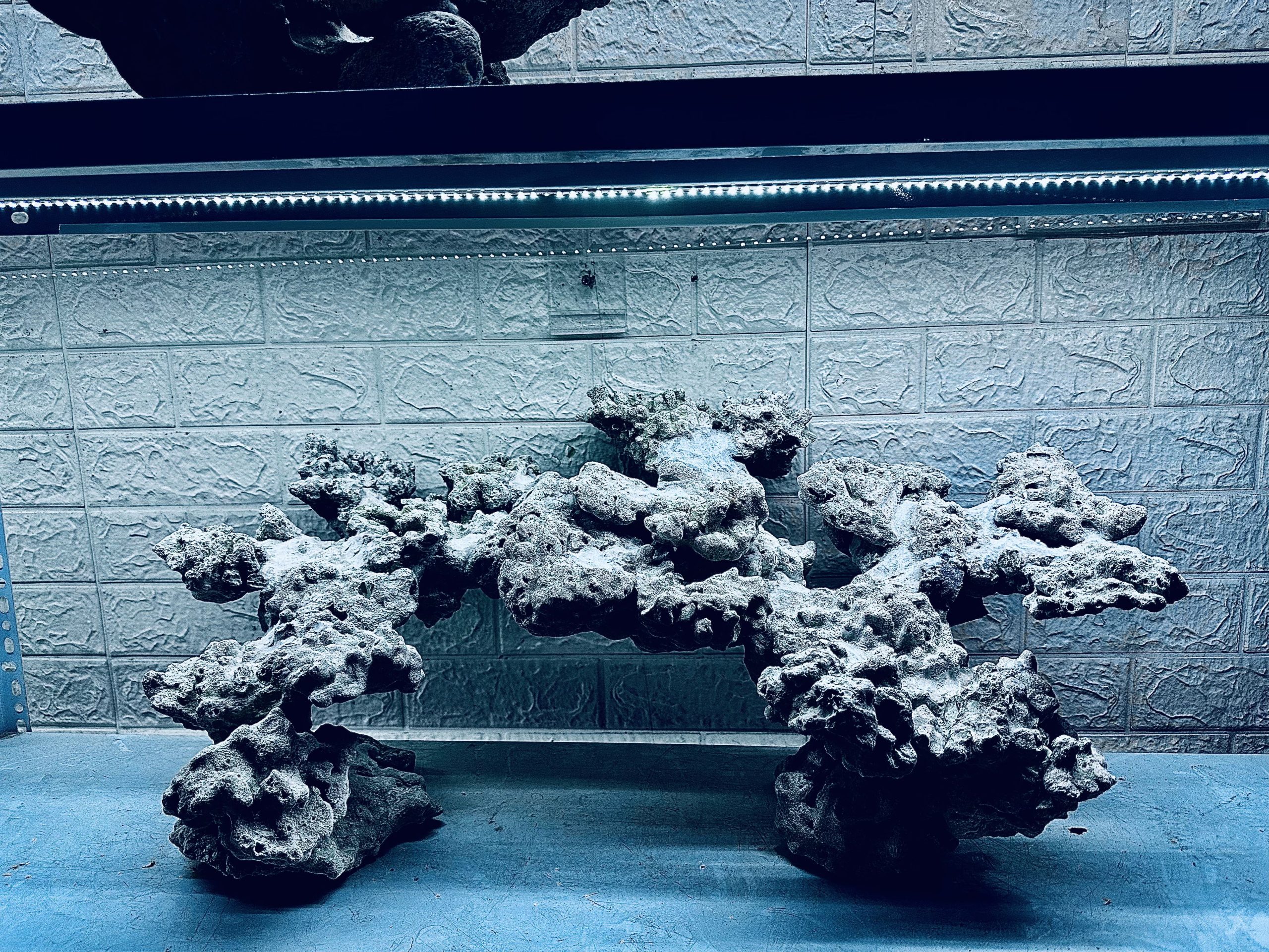 MÃ 458 – LAYOUT CÁ CẢNH BIỂN BỂ 90CM – CƯỜNGAQUARIUM