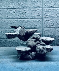 MÃ 459 – LAYOUT CÁ CẢNH BIỂN BỂ 40CM – CƯỜNGAQUARIUM