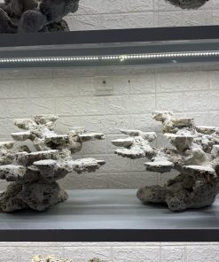 MÃ 460 – LAYOUT CÁ CẢNH BIỂN BỂ 90CM – CƯỜNGAQUARIUM