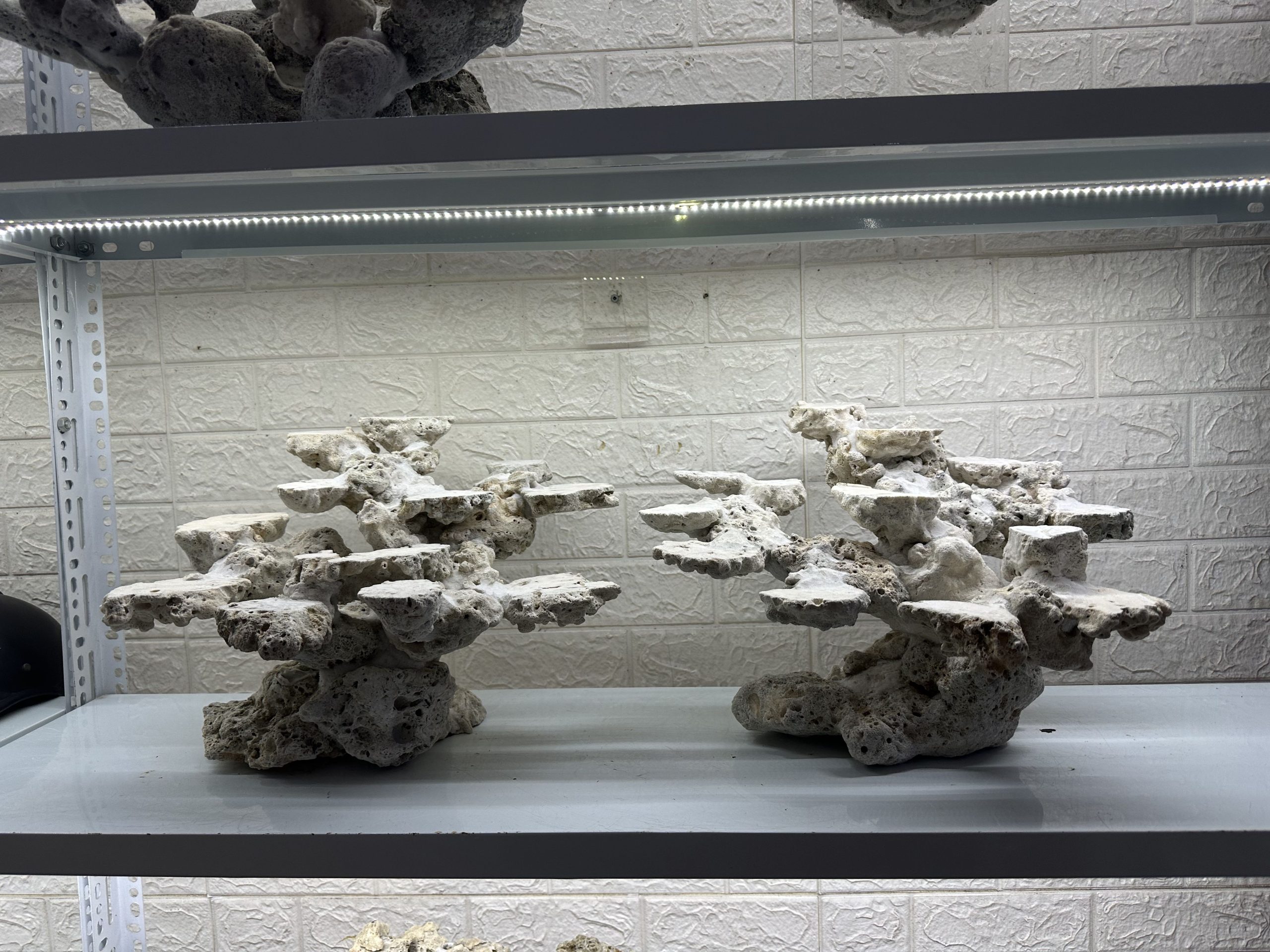 MÃ 460 – LAYOUT CÁ CẢNH BIỂN BỂ 90CM – CƯỜNGAQUARIUM