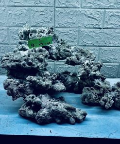 MÃ 279 - LAYOUT CÁ CẢNH BIỂN BỂ 50CM - ROYALAQUA