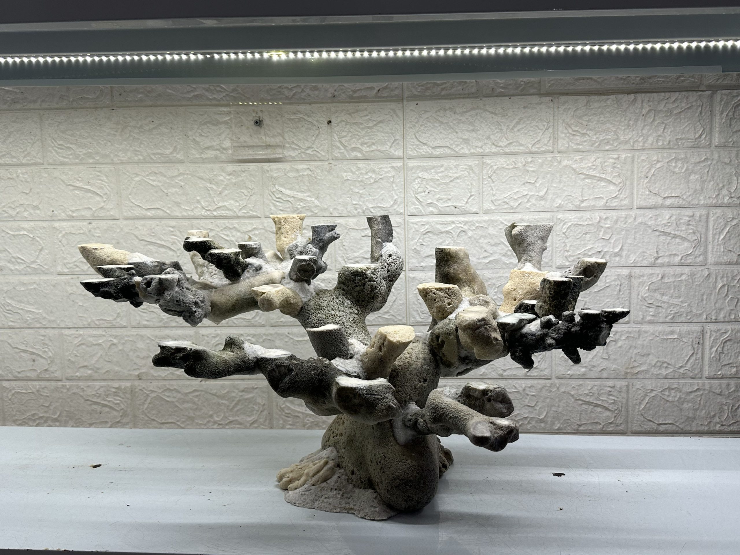 MÃ 461 – LAYOUT CÁ CẢNH BIỂN BỂ 90CM – CƯỜNGAQUARIUM