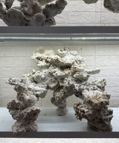 MÃ 462 – LAYOUT CÁ CẢNH BIỂN BỂ 60CM – CƯỜNGAQUARIUM