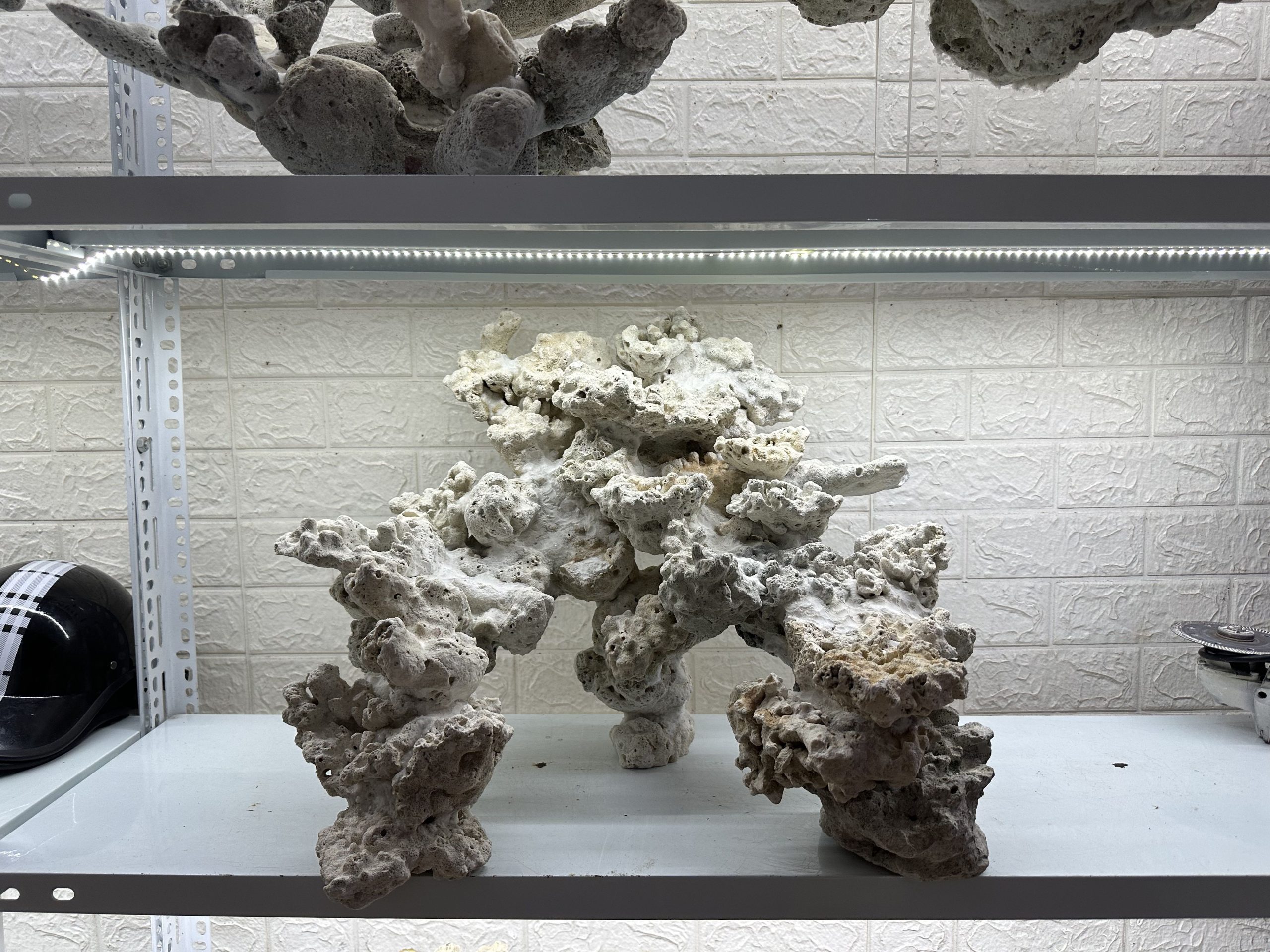 MÃ 462 – LAYOUT CÁ CẢNH BIỂN BỂ 60CM – CƯỜNGAQUARIUM