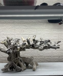 MÃ 463 – LAYOUT CÁ CẢNH BIỂN BỂ 90CM – CƯỜNGAQUARIUM