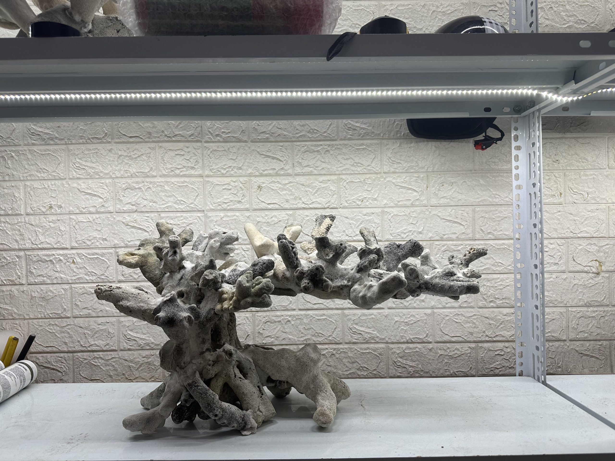 MÃ 463 – LAYOUT CÁ CẢNH BIỂN BỂ 90CM – CƯỜNGAQUARIUM