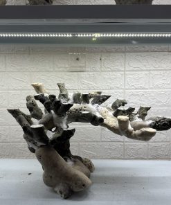 MÃ 468 – LAYOUT CÁ CẢNH BIỂN BỂ 60CM – CƯỜNGAQUARIUM