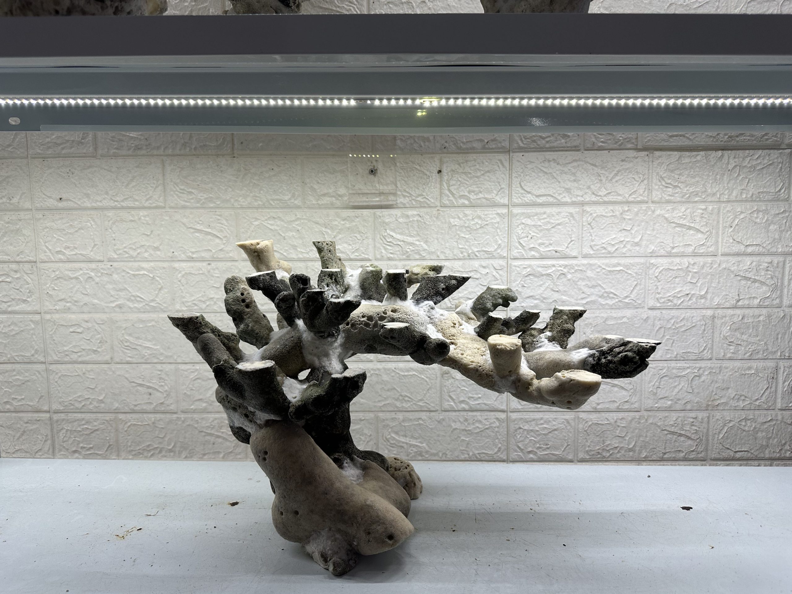 MÃ 468 – LAYOUT CÁ CẢNH BIỂN BỂ 60CM – CƯỜNGAQUARIUM