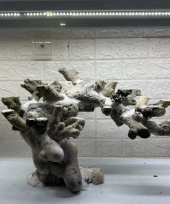 MÃ 469 – LAYOUT CÁ CẢNH BIỂN BỂ 90CM – CƯỜNGAQUARIUM