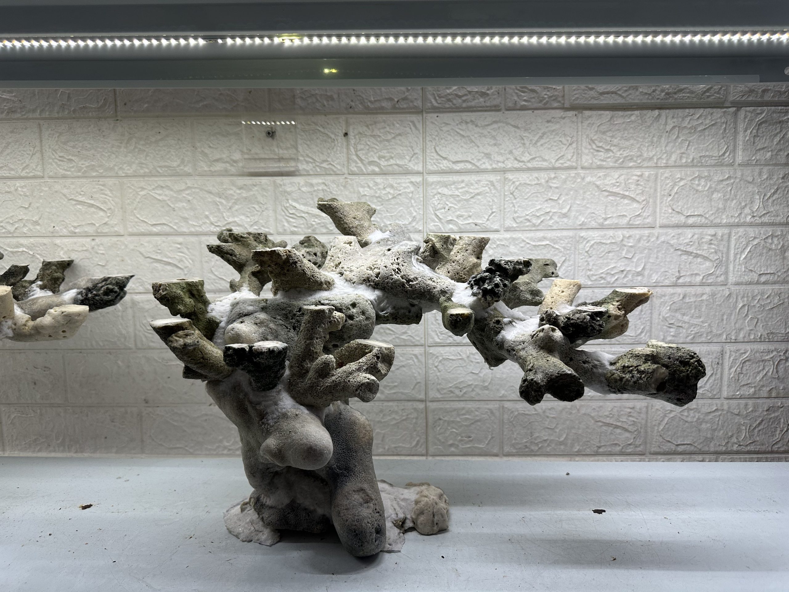 MÃ 469 – LAYOUT CÁ CẢNH BIỂN BỂ 90CM – CƯỜNGAQUARIUM