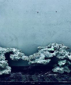 MÃ 281 - LAYOUT CÁ CẢNH BIỂN BỂ 150CM - ROYALAQUA