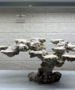 MÃ 470 – LAYOUT CÁ CẢNH BIỂN BỂ 60CM – CƯỜNGAQUARIUM