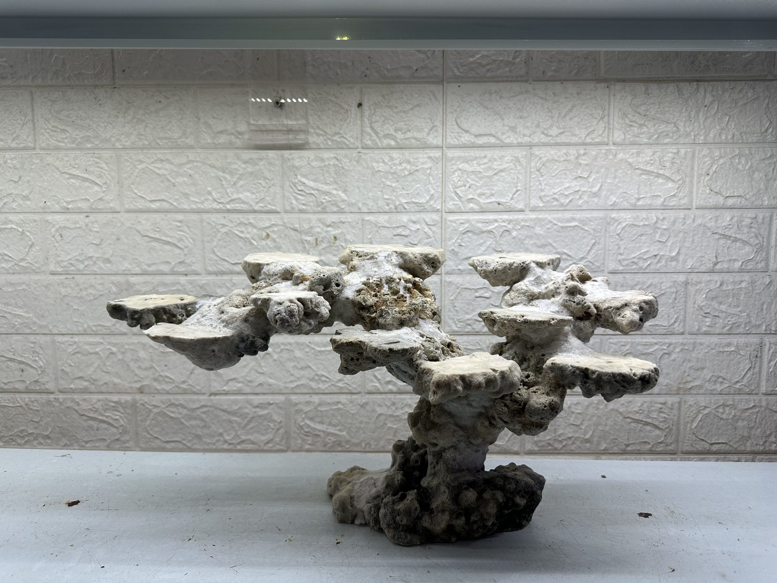 MÃ 470 – LAYOUT CÁ CẢNH BIỂN BỂ 60CM – CƯỜNGAQUARIUM