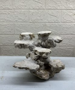 MÃ 472 – LAYOUT CÁ CẢNH BIỂN BỂ 30CM – CƯỜNGAQUARIUM