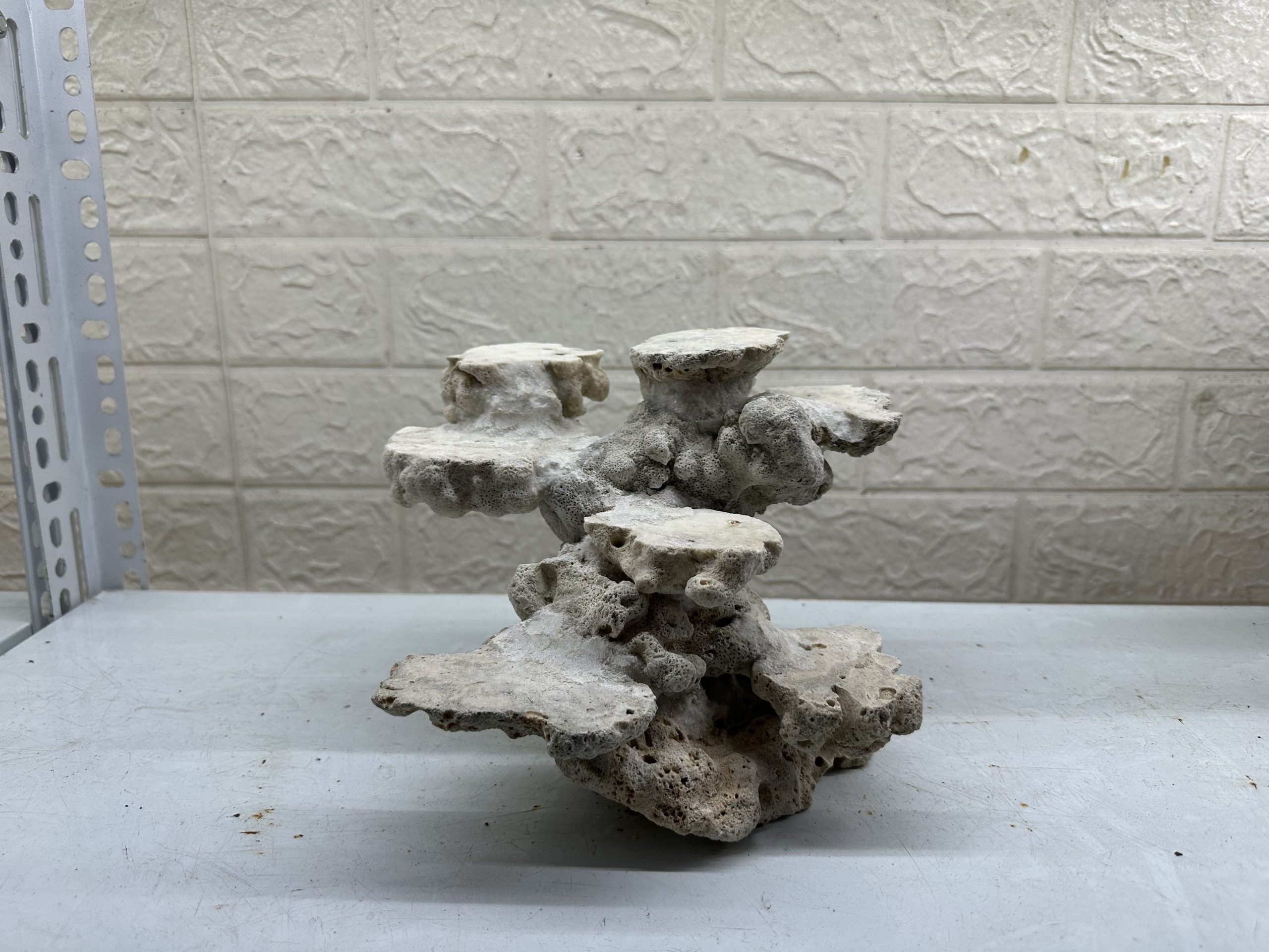 MÃ 472 – LAYOUT CÁ CẢNH BIỂN BỂ 30CM – CƯỜNGAQUARIUM