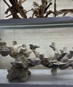 MÃ 473 – LAYOUT CÁ CẢNH BIỂN BỂ 120CM – CƯỜNGAQUARIUM