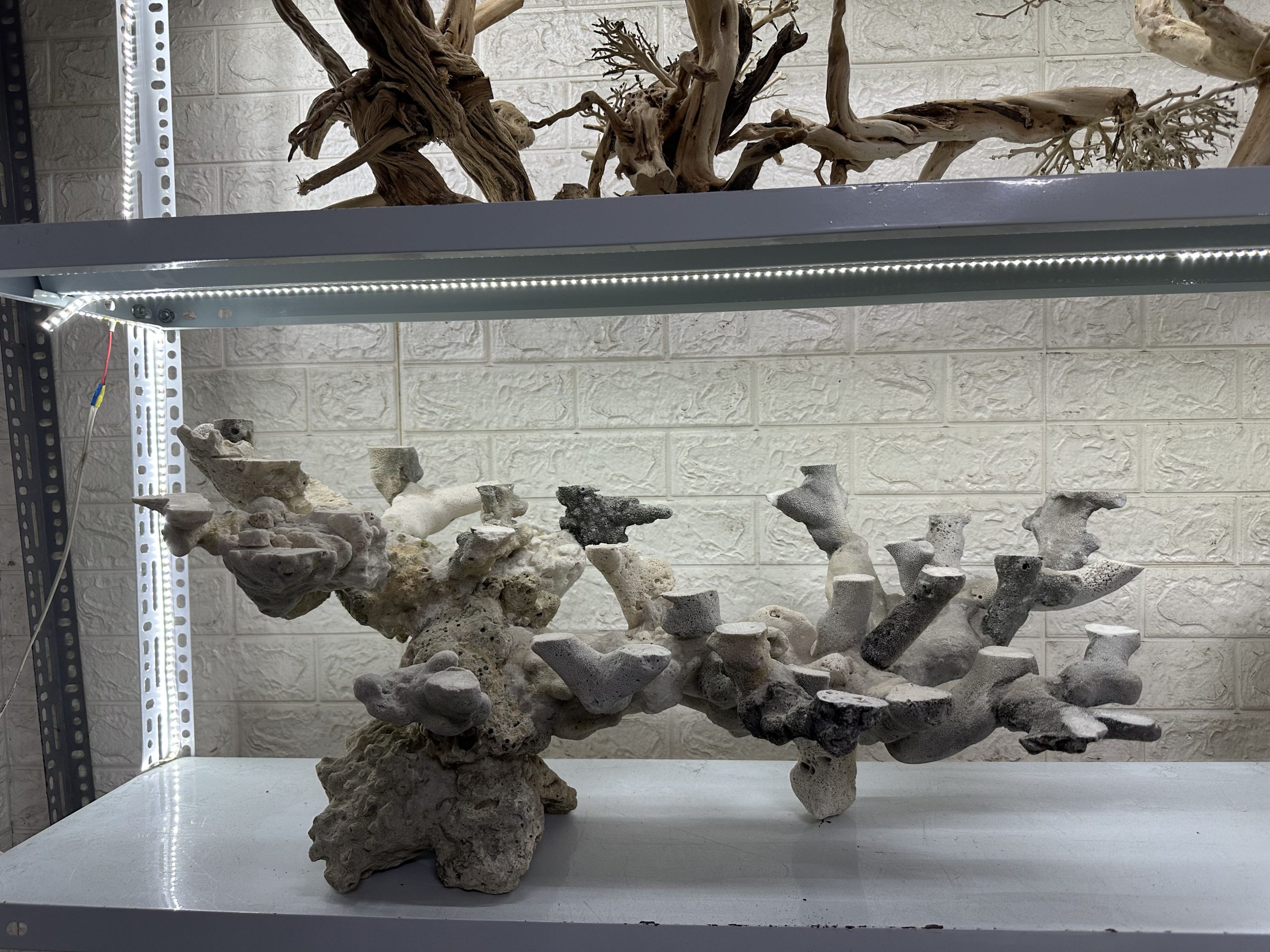 MÃ 473 – LAYOUT CÁ CẢNH BIỂN BỂ 120CM – CƯỜNGAQUARIUM