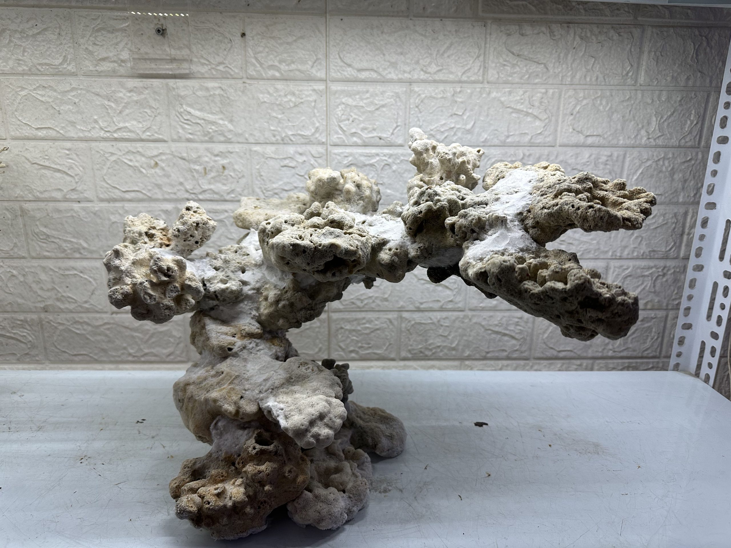 MÃ 474 – LAYOUT CÁ CẢNH BIỂN BỂ 90CM – CƯỜNGAQUARIUM