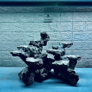 MÃ 476 – LAYOUT CÁ CẢNH BIỂN BỂ 50CM – CƯỜNGAQUARIUM