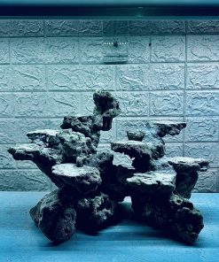 MÃ 476 – LAYOUT CÁ CẢNH BIỂN BỂ 50CM – CƯỜNGAQUARIUM