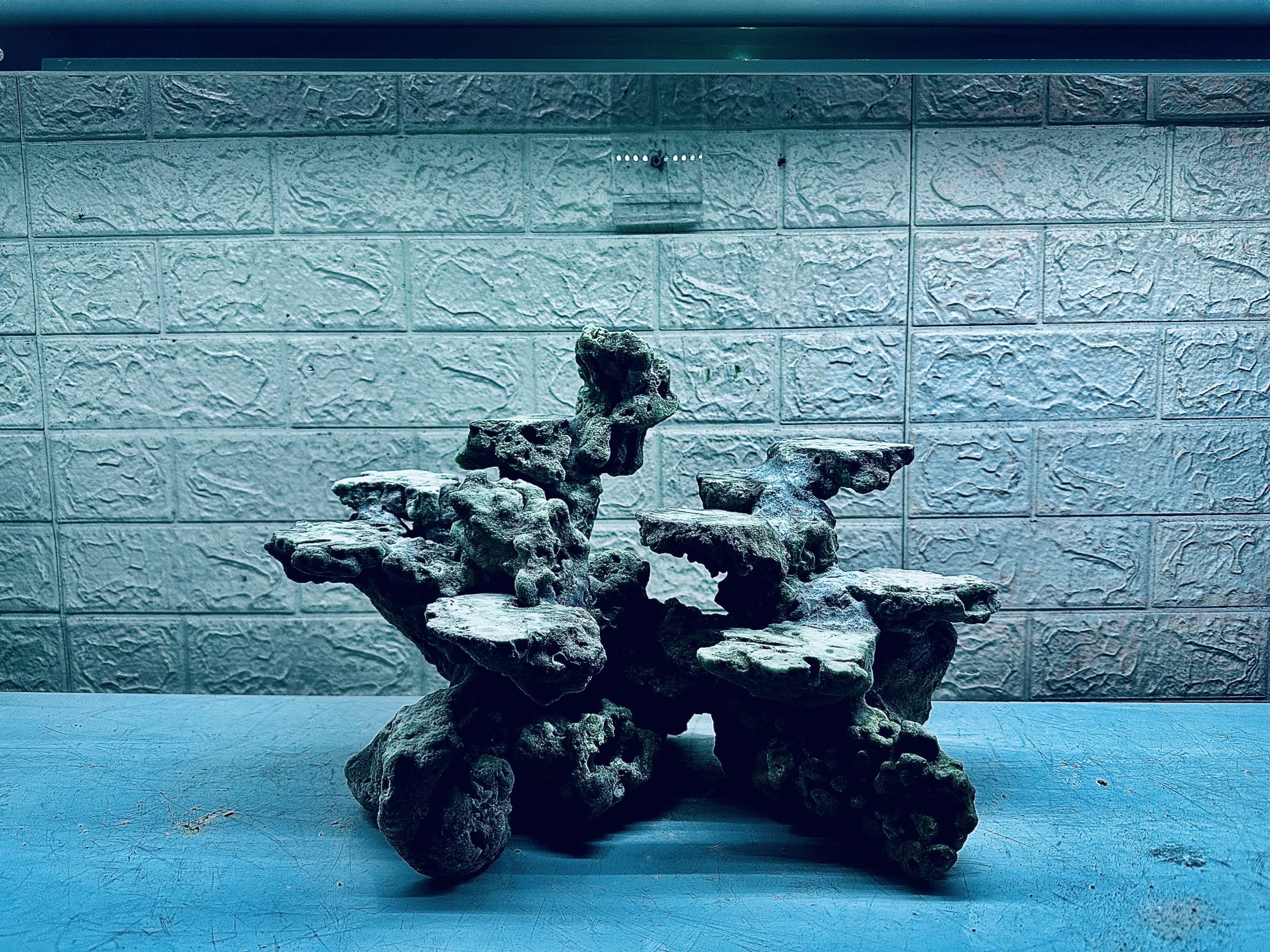 MÃ 476 – LAYOUT CÁ CẢNH BIỂN BỂ 50CM – CƯỜNGAQUARIUM