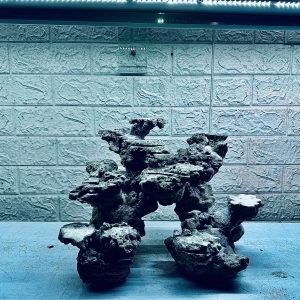 MÃ 477 – LAYOUT CÁ CẢNH BIỂN BỂ 40CM – CƯỜNGAQUARIUM