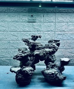 MÃ 477 – LAYOUT CÁ CẢNH BIỂN BỂ 40CM – CƯỜNGAQUARIUM