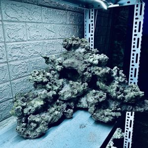 MÃ 478 – LAYOUT CÁ CẢNH BIỂN BỂ 90CM – CƯỜNGAQUARIUM