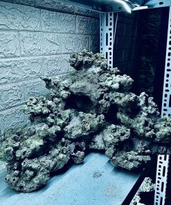 MÃ 478 – LAYOUT CÁ CẢNH BIỂN BỂ 90CM – CƯỜNGAQUARIUM