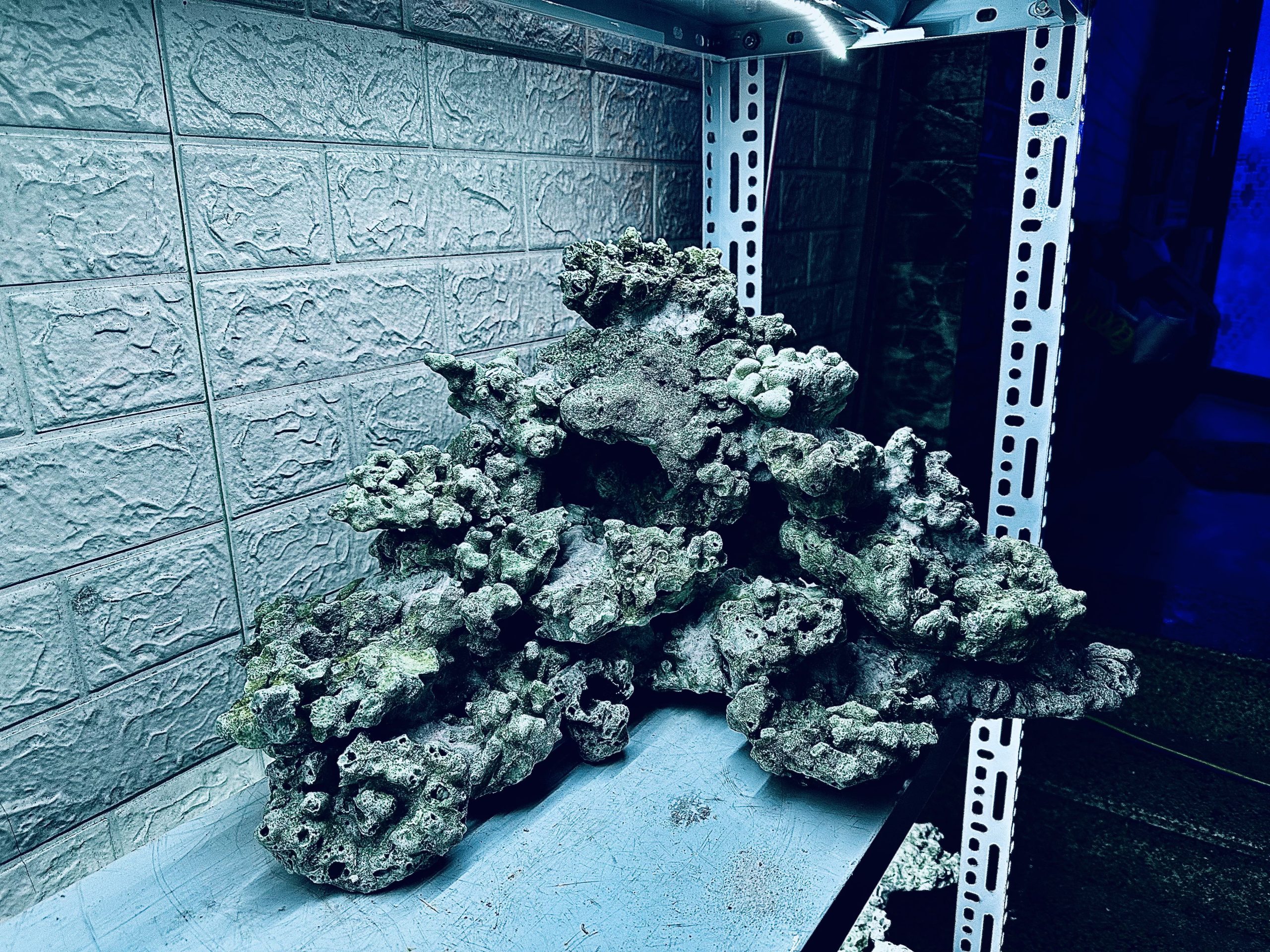 MÃ 478 – LAYOUT CÁ CẢNH BIỂN BỂ 90CM – CƯỜNGAQUARIUM