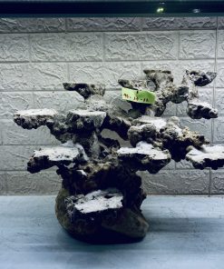 MÃ 282 - LAYOUT CÁ CẢNH BIỂN BỂ 50CM - ROYALAQUA