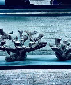 MÃ 227 - LAYOUT CHO BỂ CÁ BIỂN CUBIC 90-120cm - CÓ THỂ DÙNG NGAY