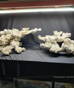 MÃ 74 - LAYOUT CÁ BIỂN BỂ 120 - 150CM - ROYALAQUA