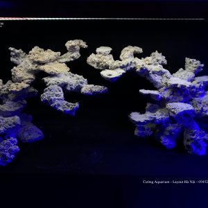 MÃ 75 - LAYOUT CÁ CẢNH BIỂN BỂ 120CM - ROYALAQUA