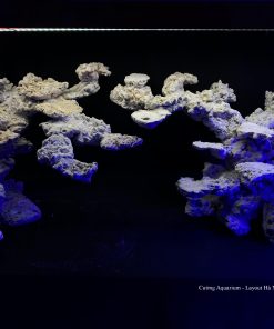 MÃ 75 - LAYOUT CÁ CẢNH BIỂN BỂ 120CM - ROYALAQUA