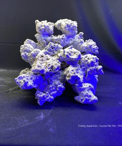 MÃ 76 - LAYOUT CÁ BIỂN BỂ 40CM - ROYALAQUA